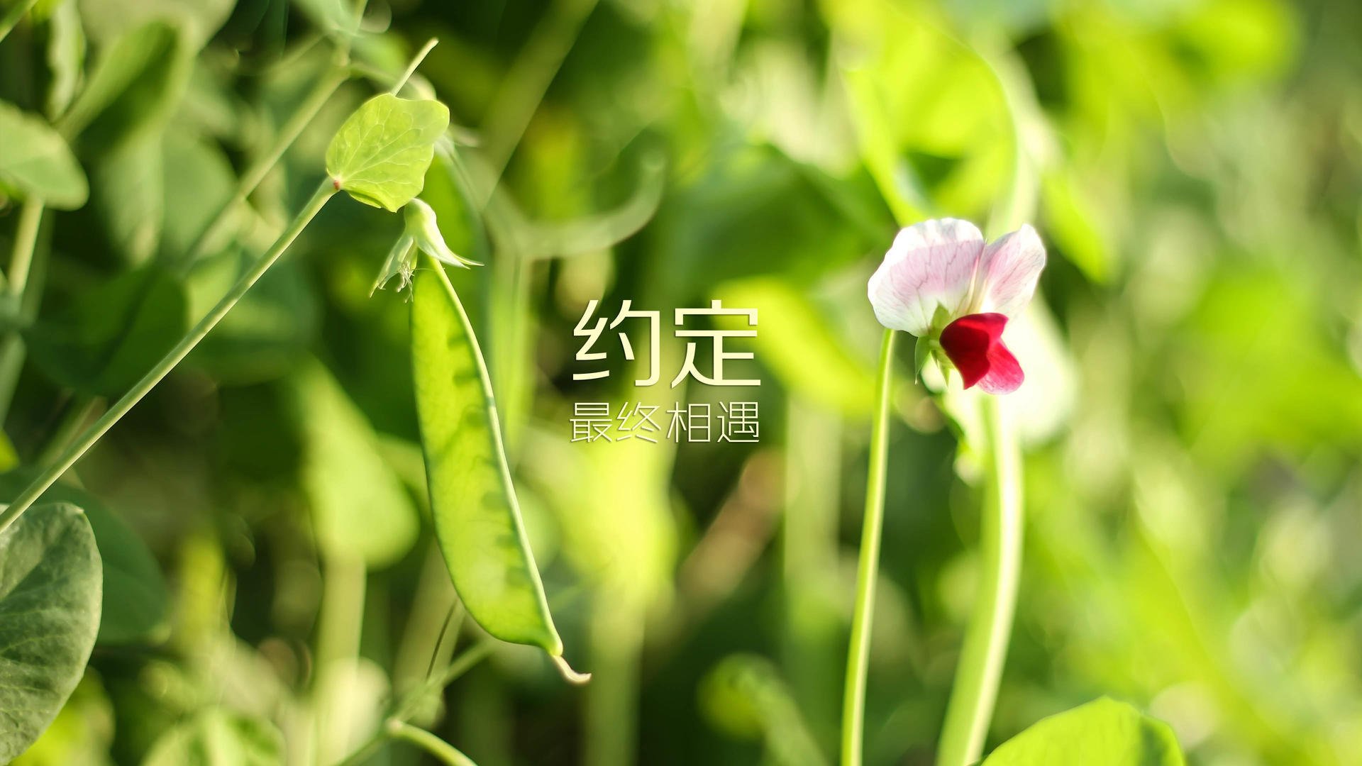 “国家队集训营开启，为2026世界杯蓄力”，世界国家队联赛